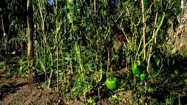 Last bell peppers hanging from withered plants swaying in windy sunny day after first frost killed crops