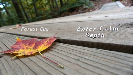 Autumn Leaf on Wooden Path in Serene Forest Setting Invites Calmness and Depth of Nature's Beauty and Tranquility