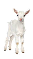 Obraz premium Calm Baby Goat Standing with Gentle Posture