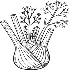 Detailed line art illustration of a fennel bulb with stalks and feathery leaves on white background