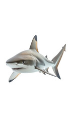 Fototapeta premium Gentle Baby Shark Swimming in a Clean White Space