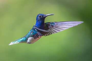 hummingbird in flight