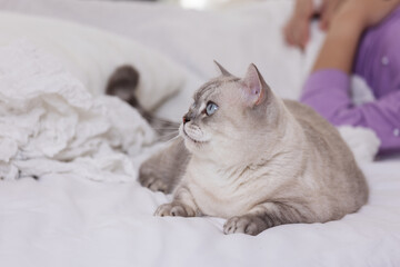 Calm Cat Resting on Bed While Woman Sleeps at Home