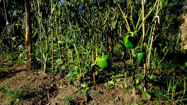 Rising camera revealing last bell peppers hanging from withered plants swaying in windy sunny day after first frost killed crops