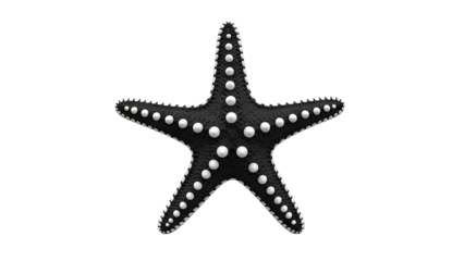 Black Starfish with White Pearl-like Spikes