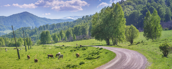 Countryside in the Altai Mountains, rural road, grazing cows, panoramic view