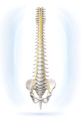 Human Spine and Nervous System Anatomy Medical Illustration