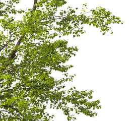 Obraz premium Tree branch isolated on transparent background. poplar tree branch green leaves isolated on transparent background. Plant or tree leaves isolated white background. Tree foliage PNG. Plant leaves PNG