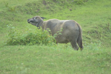 Fototapeta premium A water buffalo walking across a lush green meadow in a peaceful rural countryside during daytime.