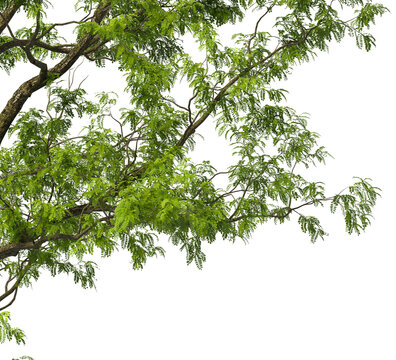 Tree branch isolated on transparent background. Large tree branch green leaves isolated on transparent background. Plant or tree leaves isolated on white background. Tree foliage PNG. Black locust PNG