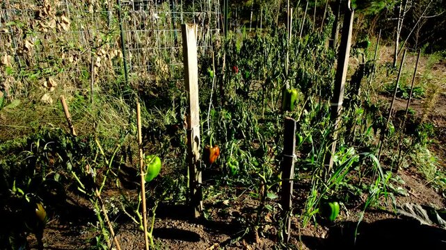Withered bell pepper plants tangled to wooden posts swaying in windy sunny day after first frost killed crops. Some plants still have fruit in variety of maturing state