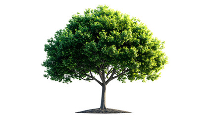 Isolated Green Tree with Lush Foliage.