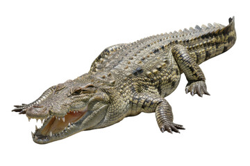 Obraz premium Aggressive Crocodile Biting with Open Mouth and Sharp Teeth, Wild Reptile