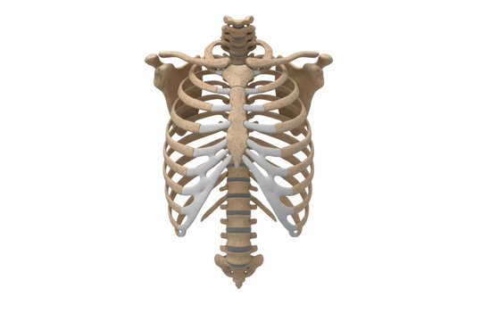 Anatomical illustration of a human skeletal thorax structure on a dark visual display