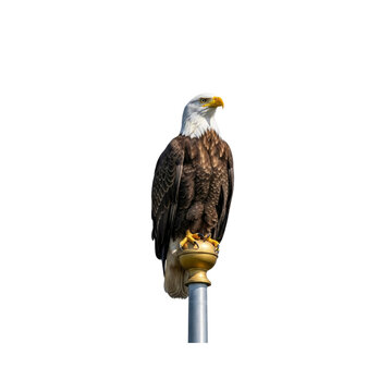 Bald eagle perched on a flagpole
