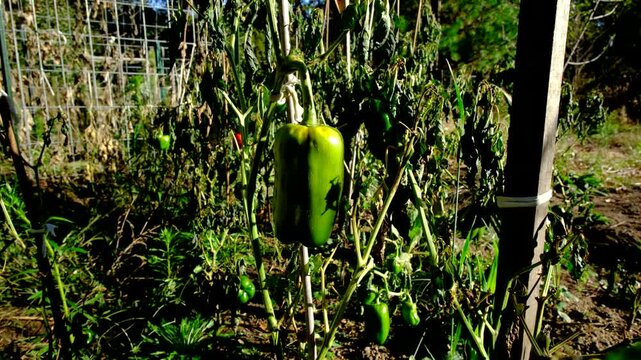 Close up of unripe or green bell pepper hanging from withered plant tangled to wooden post swaying in windy sunny day after first frost killed crops 