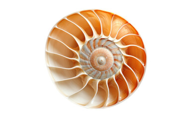Obraz premium Cross-section of a nautilus shell revealing its intricate spiral structure isolated on transparent background