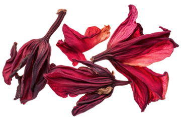Dried red hibiscus flowers isolated on transparent background. Dried roselle hibiscus on a white background.