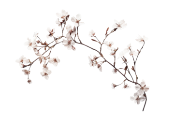 Delicate white cherry blossoms on a dark branch isolated on transparent background. Flower with cherry blossom branches isolated on white background.