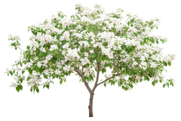 Obraz premium Beautiful white flowering tree isolated on transparent background. Flower bush tree isolated on white background.