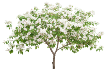 Beautiful white flowering tree isolated on transparent background. Flower bush tree isolated on white background.