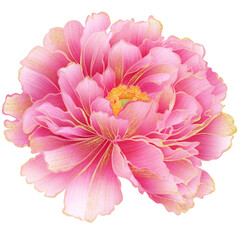 Realistic botanical​ watercolor​ illustration​ of close-up pink cultural peony flower isolated on transparent background © Lianhwa
