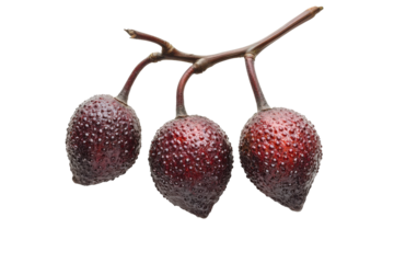 Red salak fruit isolated on transparent background. Fruit salak isolated on white background.