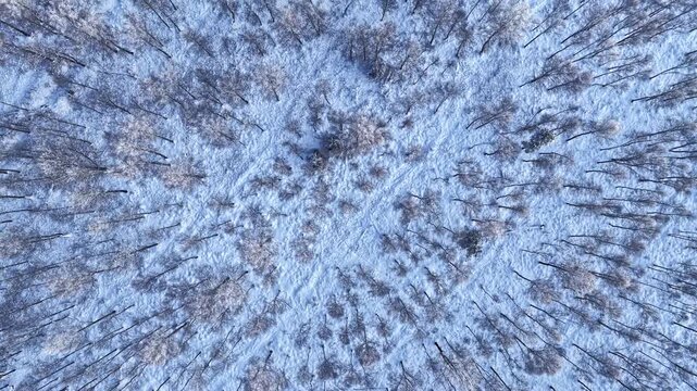 Bird's eye drone shot over a leafless winter forest in Latvia, showing the intricate patterns of frozen branches and white snow on bare hardwood trees