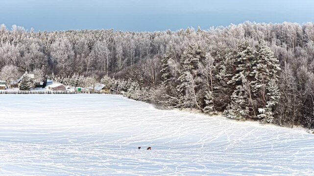 Drone parallax shot of wild deer in white meadow near rural homes and frost covered mixed pine forest in Latvian countryside during cold winter day