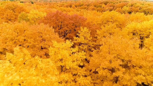 Golden autumn forest canopy