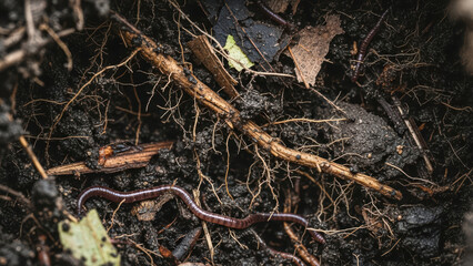 Fototapeta premium A close-up view shows a worm on roots and soil with leaves and twigs scattered around outdoors.