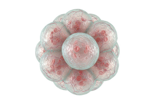 Early Embryo Development: Morula Stage Cell Division and Growth