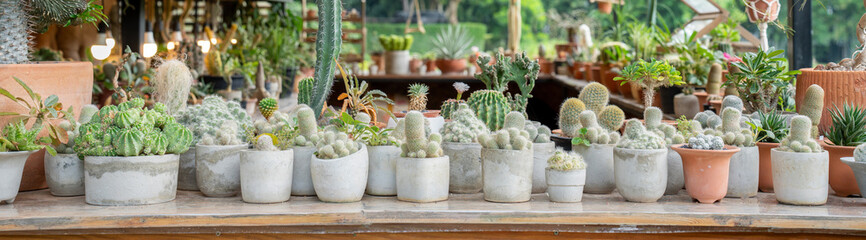 Wide panoramic view of a cactus and succulent garden collection in white concrete pots. Beautiful variety of desert plants displayed on a shelf in a greenhouse nursery. © Yellow Boat
