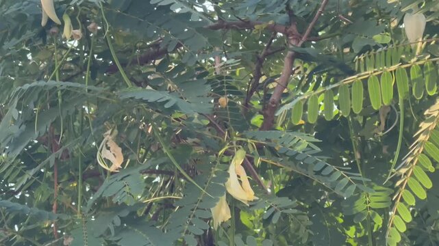 The sesbania gradiflora or Hummungbird tree,white petal blossom flower,good herb ingredient