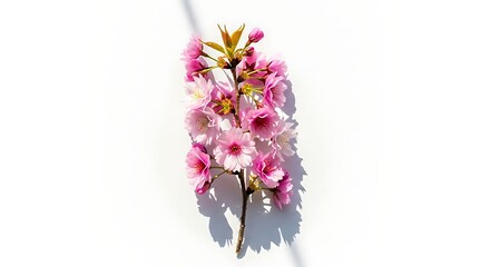 Obraz premium Delicate Pink Cherry Blossom Sprig With Green Leaves Isolated on White Background Showing Soft Light Shadows