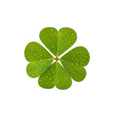 Four leaf clover with water drops