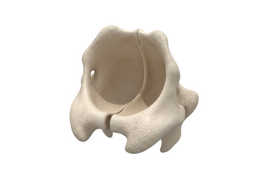 Human Pelvis Anatomy, Sacrum and Coccyx Bone Structure