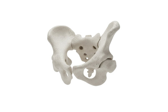 Human Pelvis Anatomy Model, Skeletal Structure of Hip Bone