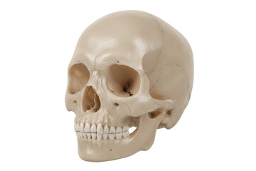 Obraz premium Human Skull Anatomy Model, Detailed Bone Structure, Medical Education Display