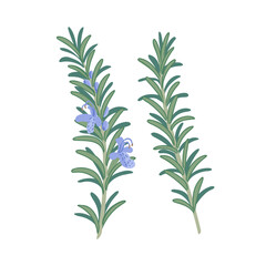 Obraz premium rosemary flower, Rosmarinus officinalis, vector drawing wild plant at white background, floral element, hand drawn botanical illustration