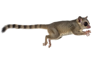 Obraz premium Jumping Ringtail Lemur with Striped Tail on White Background