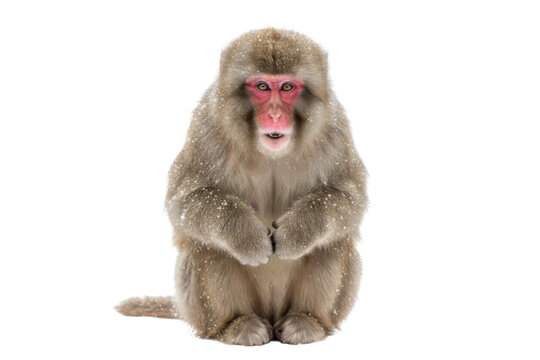 Japanese Snow Monkey Sitting in Snow with Red Face