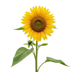 Fototapeta premium Vibrant sunflower blooming in solitude