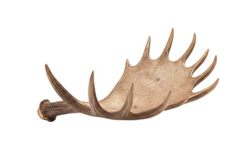 Fototapeta premium Majestic Moose Antler on White Background - Wildlife Symbol