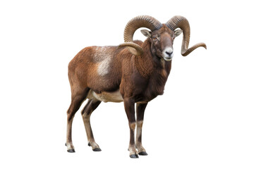 Fototapeta premium Majestic Ram with Impressive Curved Horns Standing Proudly