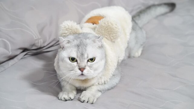 Fluffy cat with unique coat pattern and expressive green eyes lies on soft bed, showcasing playful demeanor and adorable features in cozy, domestic setting