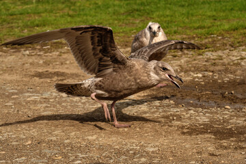 Fototapeta premium Juvenile seagull spreading wings and calling on ground