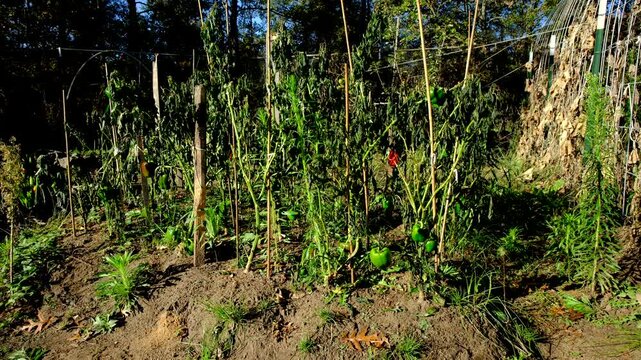 Dying bell pepper plants tangled to wooden post swaying in windy sunny day after first frost wither crops. Some plants still have fruits in variety of maturing state