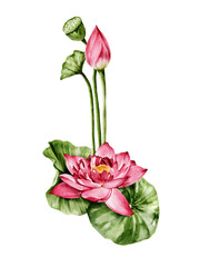Fototapeta premium Pink lotus flower watercolor illustration