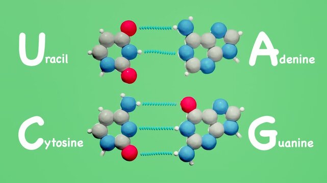 Seamless looping 3D animation of RNA base pairing with adenine&ndash;uracil and cytosine&ndash;guanine. Clay style with labels for biology education.